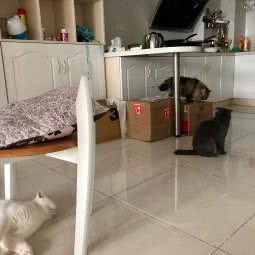 宠物寄养家庭:苏州市吴中区