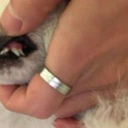 文卫犬舍:苏州市吴中区