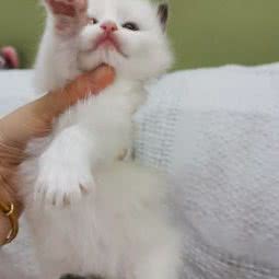 花园家布偶猫:苏州市吴中区