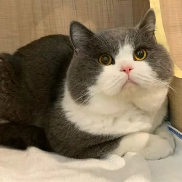 宠园宠物火化殡葬中心:苏州市相城区