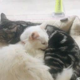 派多格狗狗:苏州市相城区