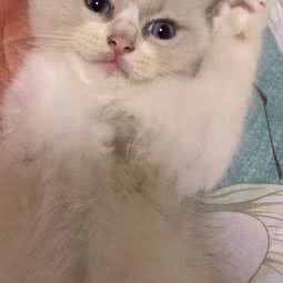 咪卡狗狗:苏州市相城区