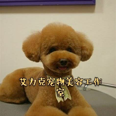 艾力克宠物美容工作室:苏州市相城区