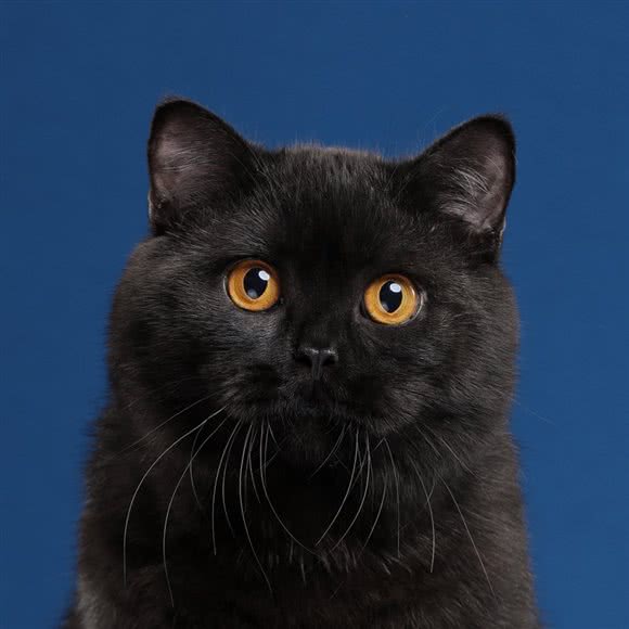 cc cattery·cfa英短猫舍:苏州市相城区