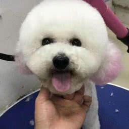 爱它宠物生活馆:苏州市姑苏区