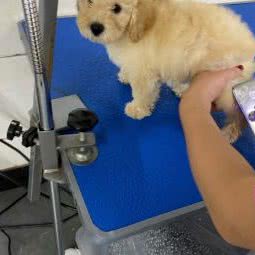 溧阳区松陵镇圣宠宠物店:苏州市吴江区