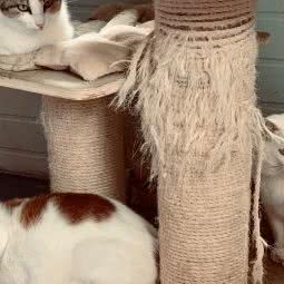 小动物保护协会:苏州市吴江区