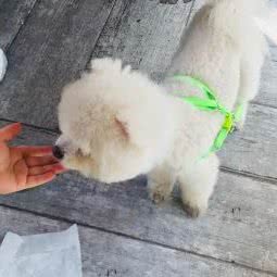 贵宾之家宠物生活馆连锁:苏州市吴江区