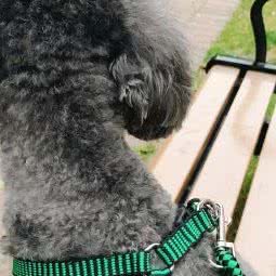 星星糖宠物生活馆:苏州市吴江区