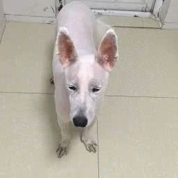 哚拉宠吧:苏州市吴江区