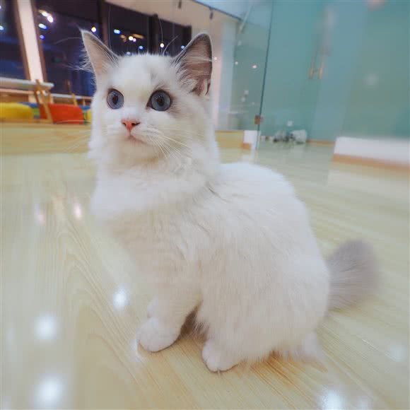 喵and玛雪儿猫咖:苏州市吴江区