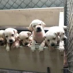 小朱犬舍:苏州市吴江区