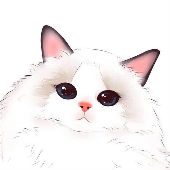 VAN VAN布偶猫舍:苏州市吴江区