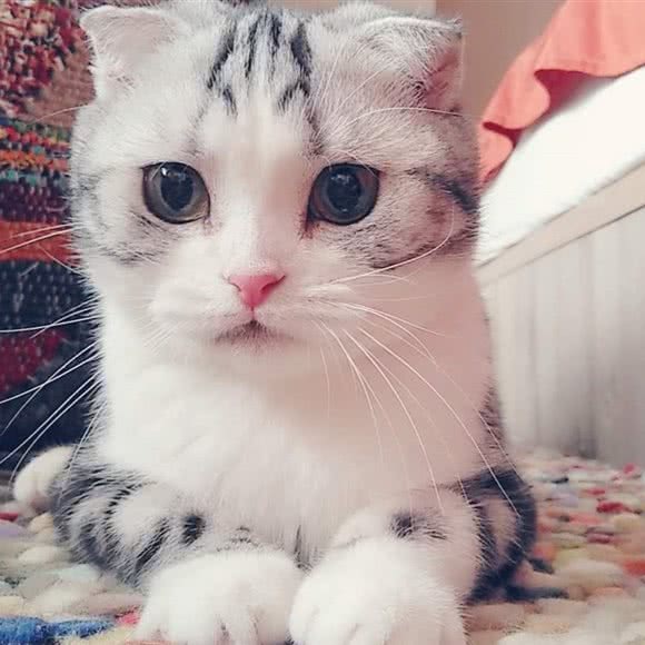 猫咪home:北京城区朝阳区百子湾附近