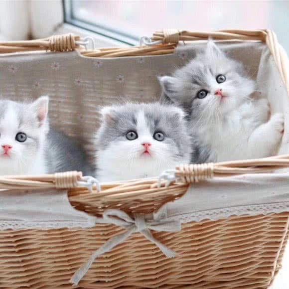 多多宠物(新颜路店):苏州市常熟市