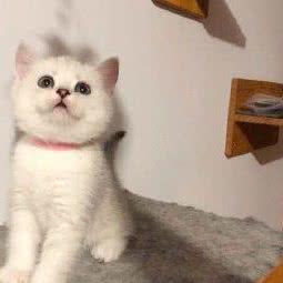 猫大人猫舍:太原市晋源区蒙山大佛景区附近