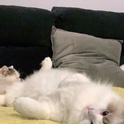 Darling linCFA猫馆:太原市晋源区蒙山大佛景区附近