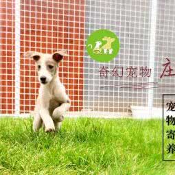 奇幻宠物庄园:太原市晋源区晋祠公园附近