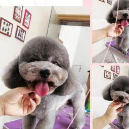 哆萌高端宠物:苏州市常熟市