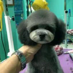 乐康宠物:苏州市常熟市