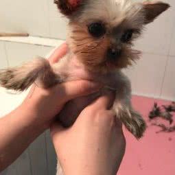 15.c萌宠店:北京城区朝阳区百子湾附近