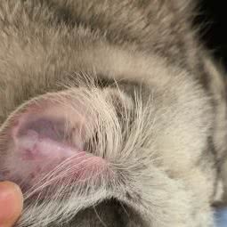 阿球宠物诊所:苏州市常熟市