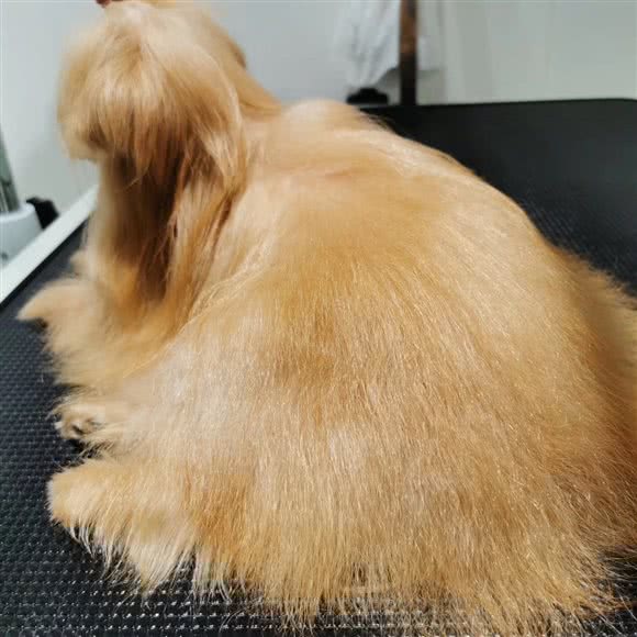 Penny Pet:苏州市张家港市