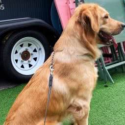 山猫宠物:苏州市张家港市