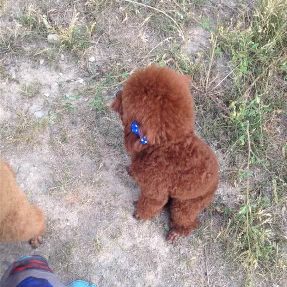 友好宠物医院(御馨花都店):大同市平城区东关附近