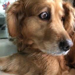 旺旺宠物医院:苏州市张家港市