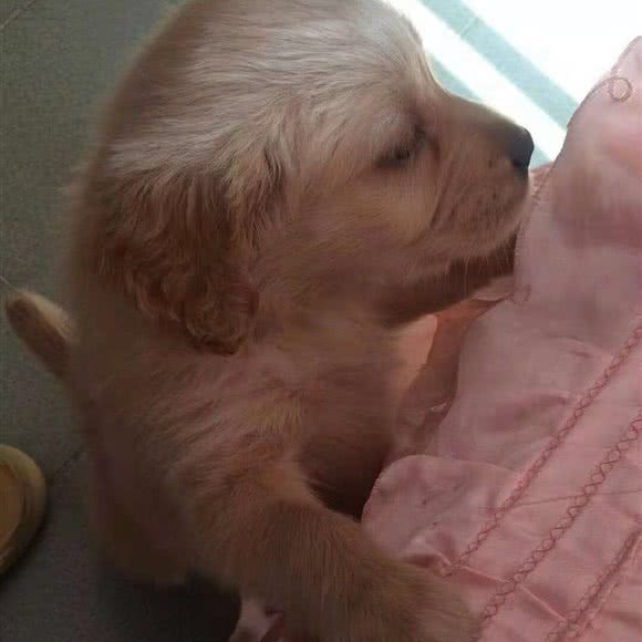 铭仁堂宠物诊所:大同市平城区西门外附近