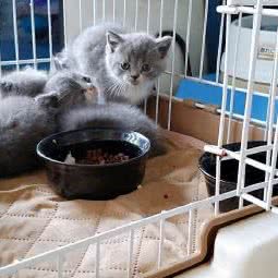 君贝宠宠物店:苏州市太仓市