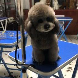 大同中宠宠物美容师培训中心:大同市平城区火车站附近