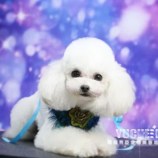 瑞琪宠物会所(瑞琪宠物会所(太仓)):苏州市太仓市