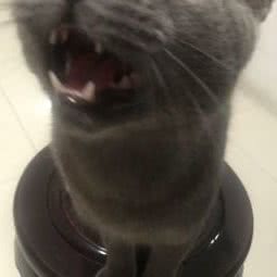 米奇宠物店:苏州市太仓市