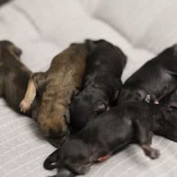 恒川动物诊所:苏州市太仓市