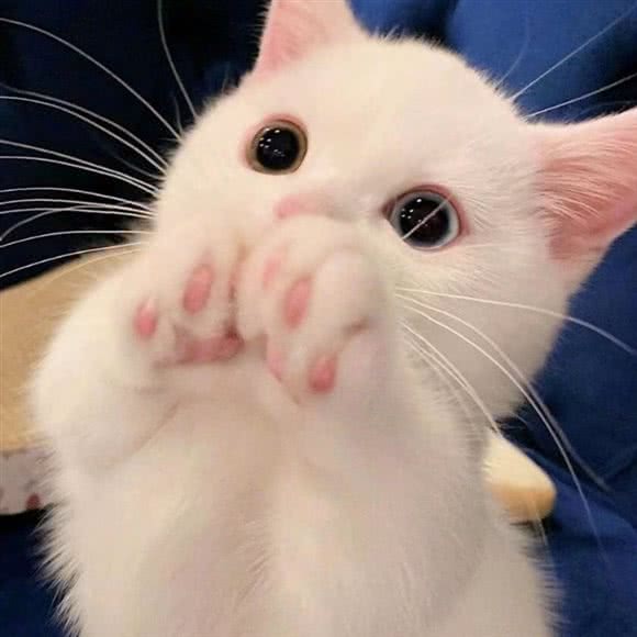 俊俊宠物店:南通市崇川区