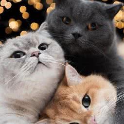 猫王生活馆:南通市通州区