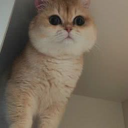 宠物联盟:南通市如东县