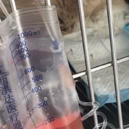 皮大王宠物诊所(如东店):南通市如东县