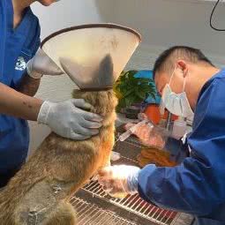 安贝格宠物医院(星海店):南通市如东县