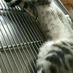 宝宝贝贝宠物(民乐中路店):南通市启东市