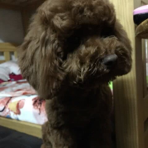 宝宝贝贝宠物(和平中路店):南通市启东市