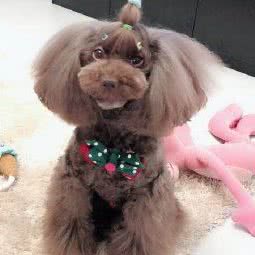 铭一宠物医院(瑞德广场店):南通市启东市