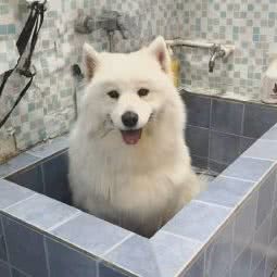 康吉宠物康复门诊:大同市平城区魏都新城附近