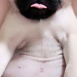 Oh My Dog宠物店:南通市如皋市