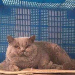 宠爱宠物:南通市如皋市