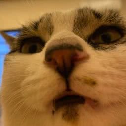 康贝宠物医院:南通市如皋市