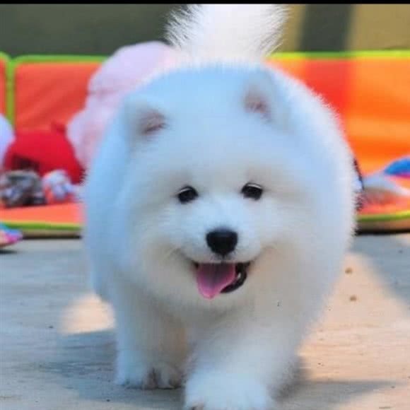 宠乐窝猫狗宠物店犬舍:大同市云冈区东信附近