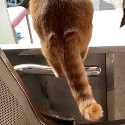 爱贝宠物医院:南通市如皋市